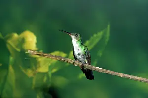 Gillean White: Blue-chinned Sapphire Hummingbird - female
