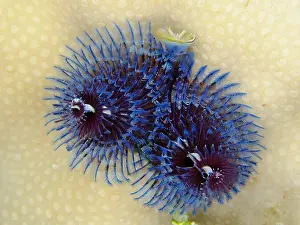 Worm: Blue christmas tree worm (Spirobranchus giganteus)