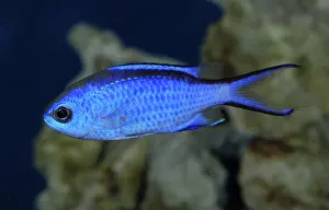Chromis: Blue Chromis