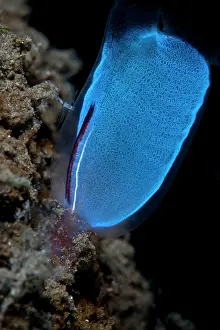 Tunicates: Blue Club Tunicate