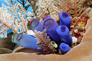 Squirts: Blue club tunicate (Rhopalaea crassa) and Stinging