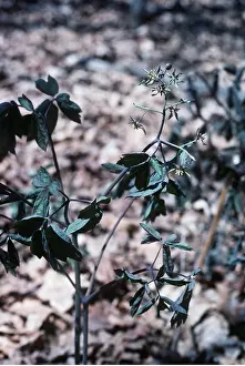 Allen Paterson: BLUE COHOSH / SNAKE ROOT