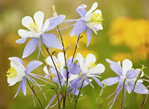 Columbines: Blue Columbine