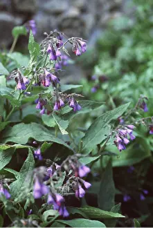 Ardea London: BLUE COMFREY - in flower