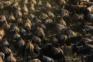 Gnus: Blue / Common / White-bearded Wildebeest