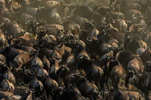 Gnus: Blue / Common / White-bearded Wildebeest