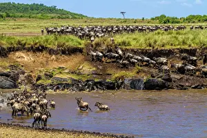 Gnus: Blue / Common / White-bearded Wildebeest