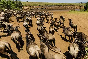 Gnus: Blue / Common / White-bearded Wildebeest