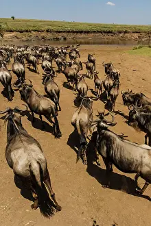 Gnus: Blue / Common / White-bearded Wildebeest