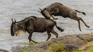 Wildebeests: Blue / Common / White-bearded Wildebeest / Brindled Gnu