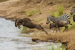 Wildebeests: Blue / Common / White-bearded Wildebeest / Brindled Gnu