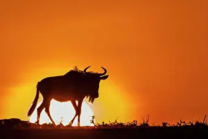 Gnus: Blue / Common Wildebeest at dawn with the sun in