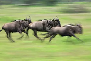 Wildebeests: Blue / Common Wildebeest - running Ndutu Range