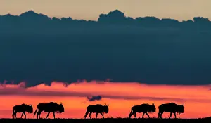Wildebeests: Blue / Common Wildebeests walking in a line at dawn