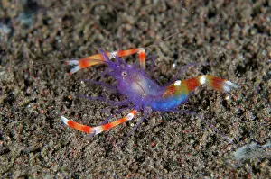 Shrimp: Blue Coral Banded Shrimp