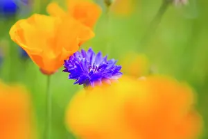 Papaveraceae: Blue cornflower (Centaurea cyanus) in a field with