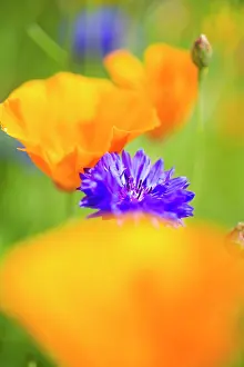 Papaveraceae: Blue cornflower (Centaurea cyanus) in a field with