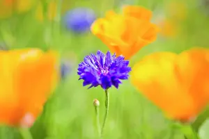 Papaveraceae: Blue cornflower (Centaurea cyanus) in a field with