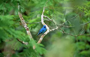 Hans D Dossenbach: Blue Cotinga