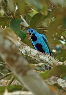 Panama: Blue cotinga (Cotinga nattererii), Northern Cotingas