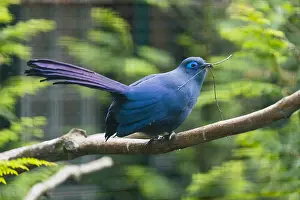 Cuculidae: Blue Coua - with nest material in beak, native of Madagascar
