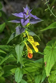 Parasitic: Blue Cow-wheat, Melampyrum nemorosum, in flower