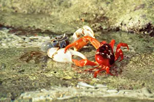 Gecarcoidea: Blue Crab - preying on Red Crab (Gecarcoidea natalis)