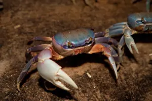 Greg: Blue Crab, served in local restaurants