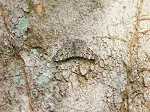 Cracker: Blue Cracker Butterfly Hamadryas feronia Atlantic