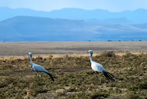 Paradisea: Blue Crane