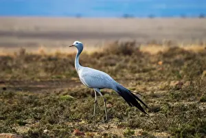 Paradisea: Blue Crane