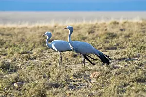 Paradisea: Blue Crane