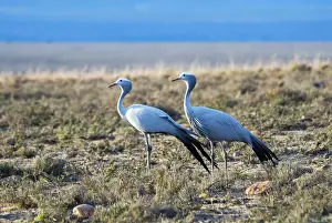 Paradiseus: Blue Crane