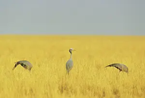 Paradisea: Blue Crane