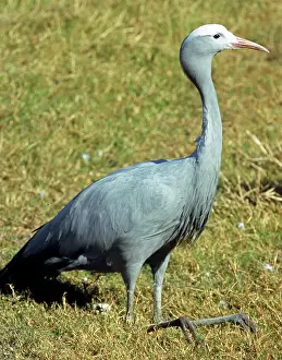 Paradisea: Blue Crane (Anthropoides paradisea)