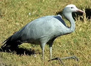 Paradisea: Blue Crane (Anthropoides paradisea)