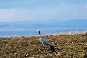 Paradisea: Blue Crane calling