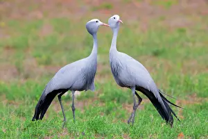 Gruidae: Blue Crane (Grus paradisea), two adults standing
