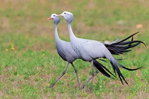 Gruidae: Blue Crane (Grus paradisea), two adults walking