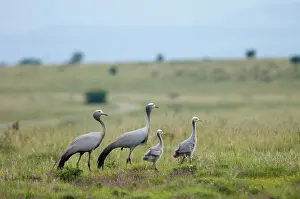 Paradiseus: Blue Cranes with half-grown chicks