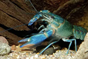 Crayfishes: Blue Crayfish