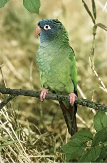 Conure: Blue-crowned Conure