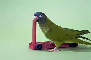 Trick: Blue-crowned Conure Doing A Trick