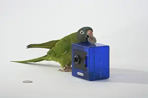 Trick: Blue-crowned Conure Doing A Trick