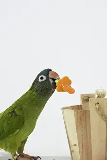 Trick: Blue-crowned Conure Doing a Trick
