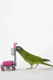 Trick: Blue-crowned Conure Doing a Trick