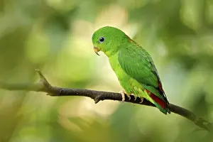 Damage: Blue-crowned hanging parrot, Loriculus galgulus