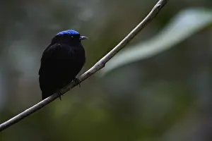Manakin: Blue-crowned Manakin - Blue-crowned Manakin perched