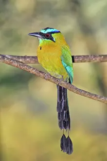 Motmots: Blue-crowned Motmot -