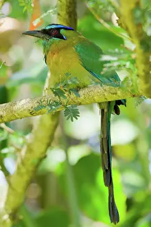 Jose: Blue-crowned Motmot